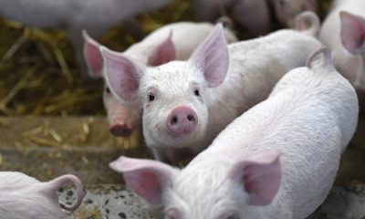 ‘The food supply chain is breaking’: Farmers eye culling piglets as U.S. meat packing plants close – Financial Post